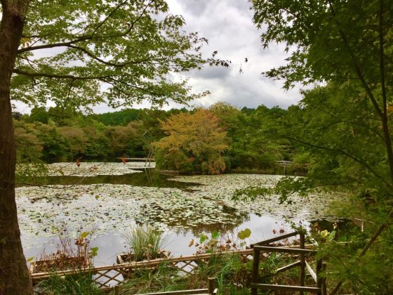 Ryoan-ji Temple garden kyoto (1)
