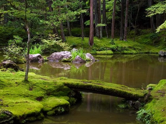 Saiho-ji garden kyoto (19)