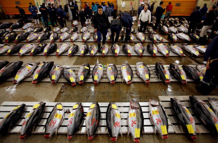 tsukiji fish market wholesales