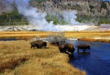 Trip to Yellowstone — Where to trek and geyser gaze without the crowds?