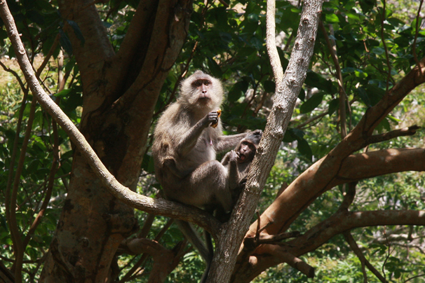 Wild Monkey and sea turtle living on the island