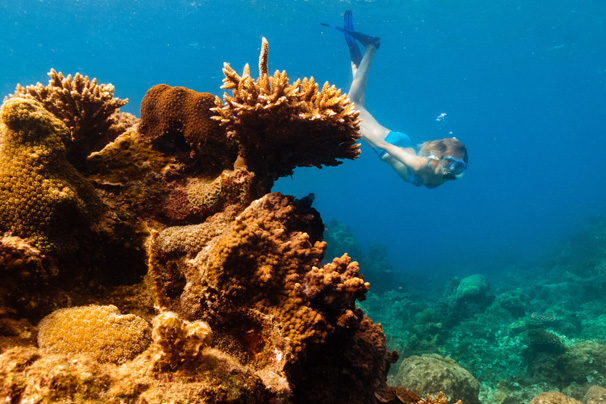 Diving in Con Dao Coral reefs