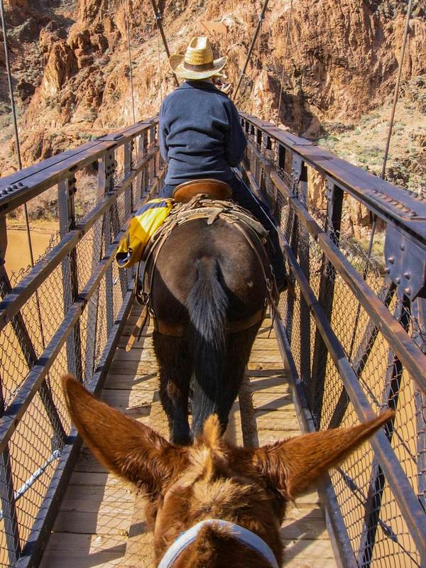 Mule rides are an effective way to see the Canyon © melpilgrim / Budget Travel