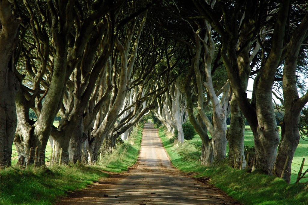 The Dark Hedges–Northern Ireland