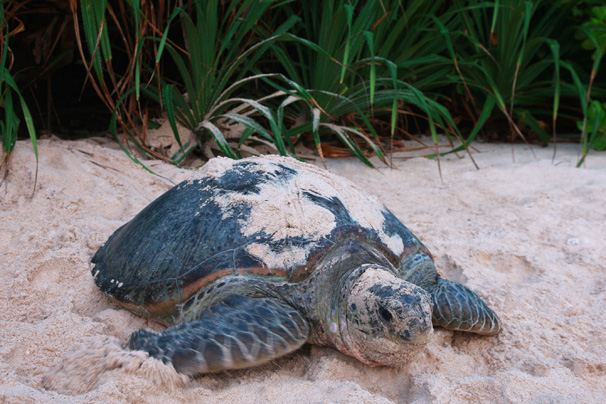 Wild Monkey and sea turtle living on the island