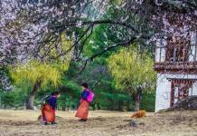 Spring in Bhutan