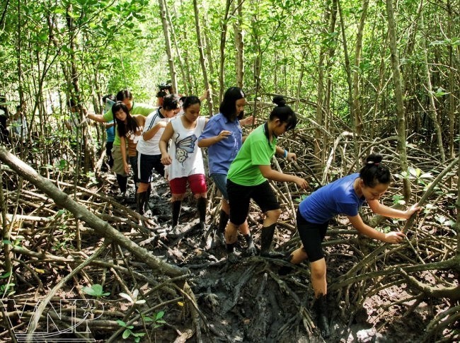 Exploring Vam Sat mangrove forest