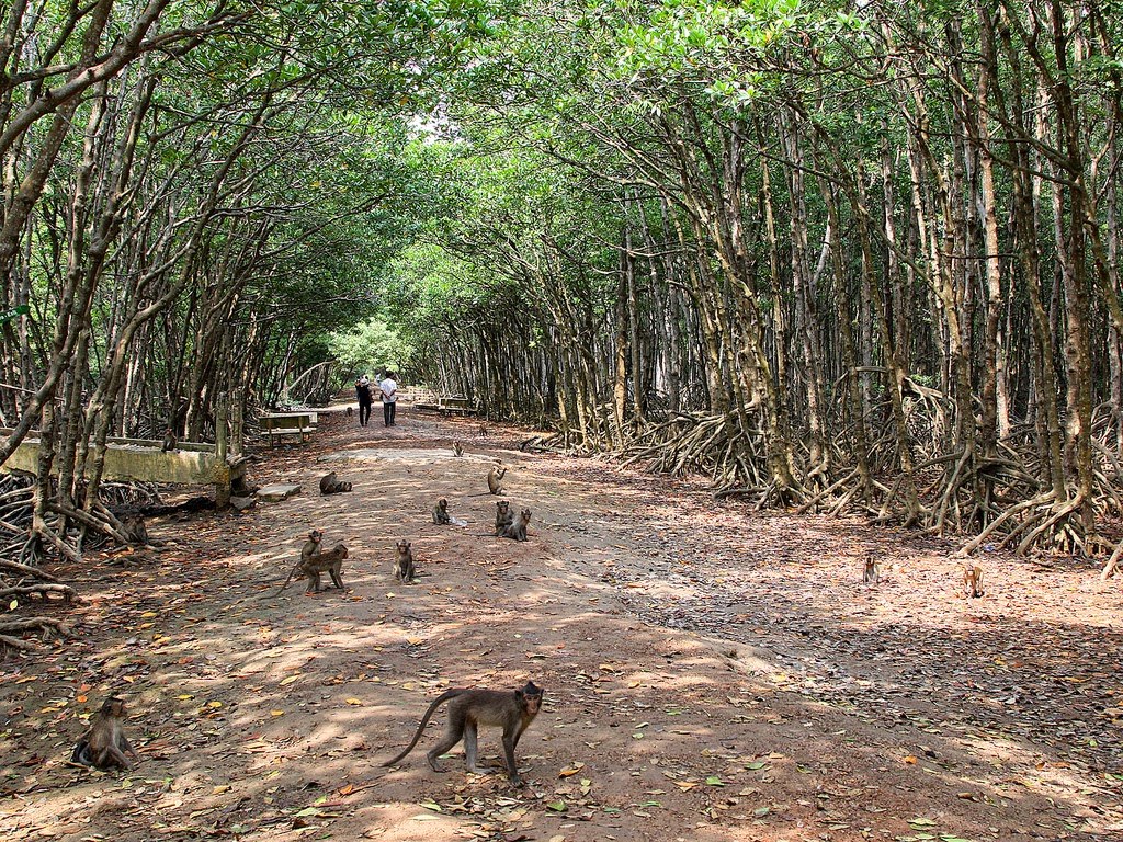 Monkey Island – “Kingdom” of monkeys
