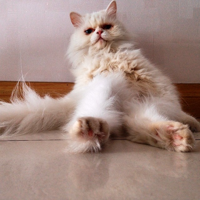 cat 2