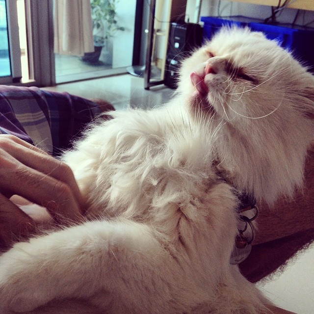 Cat or dog? You decide.