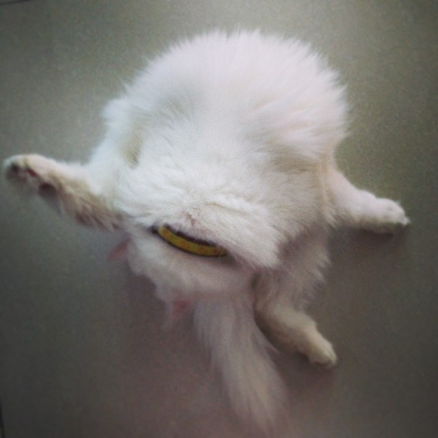 cat 5