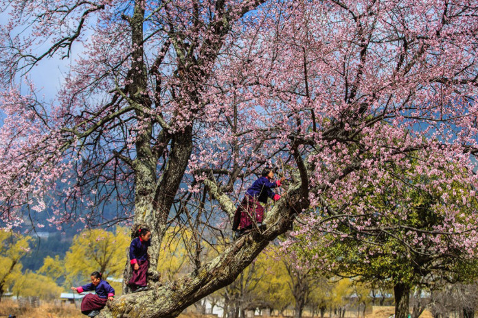 children-spring-bhutan-travel-guide-tourist-attractions-bhutan-travel-photos-pictures