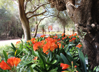 Clivias, also referred to as bush lilies, have heads of brilliant orange (rarely yellow). These trumpet shaped flowers appear mainly in spring but also sporadically at other times of the year. The deep green shiny leaves are a perfect foil for the masses of orange flowers.