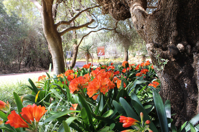clivias-free-state-garden Free State National Botanical Garden south africa Clivias, also referred to as bush lilies, have heads of brilliant orange (rarely yellow). These trumpet shaped flowers appear mainly in spring but also sporadically at other times of the year. The deep green shiny leaves are a perfect foil for the masses of orange flowers.