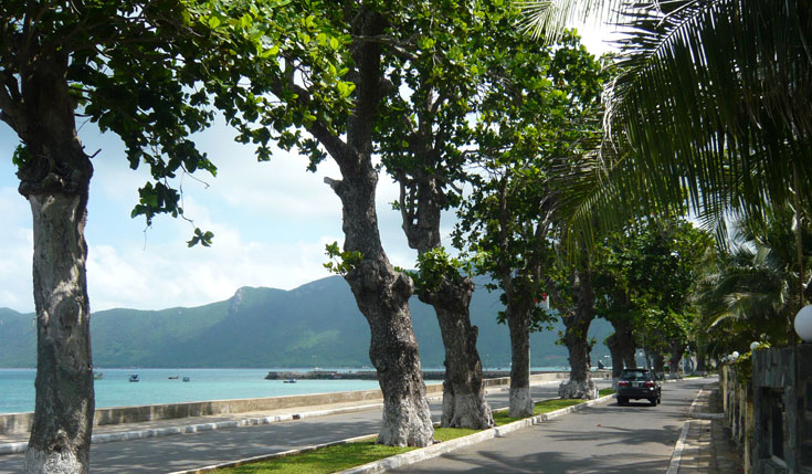 Line of centennial eagle trees in Con Dao. Photo: ST