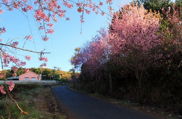 dalat4