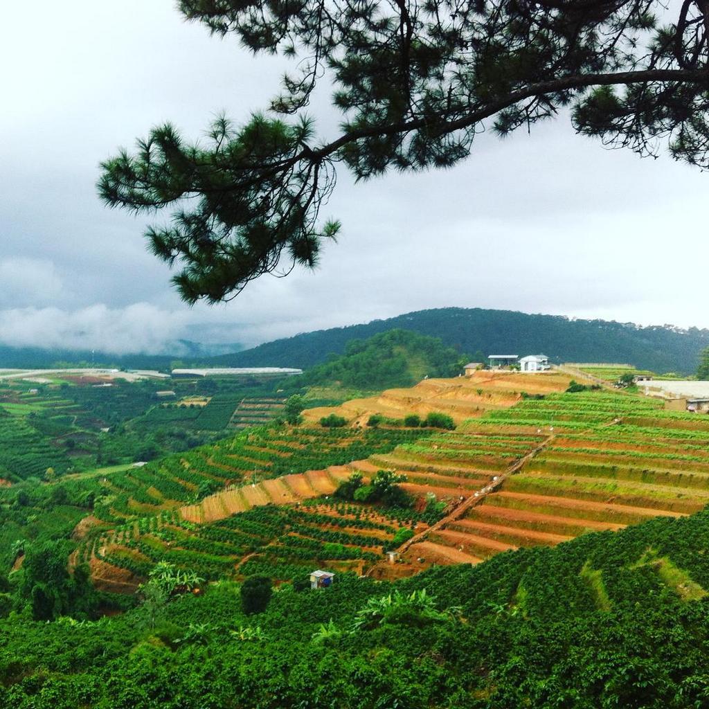 dalat9