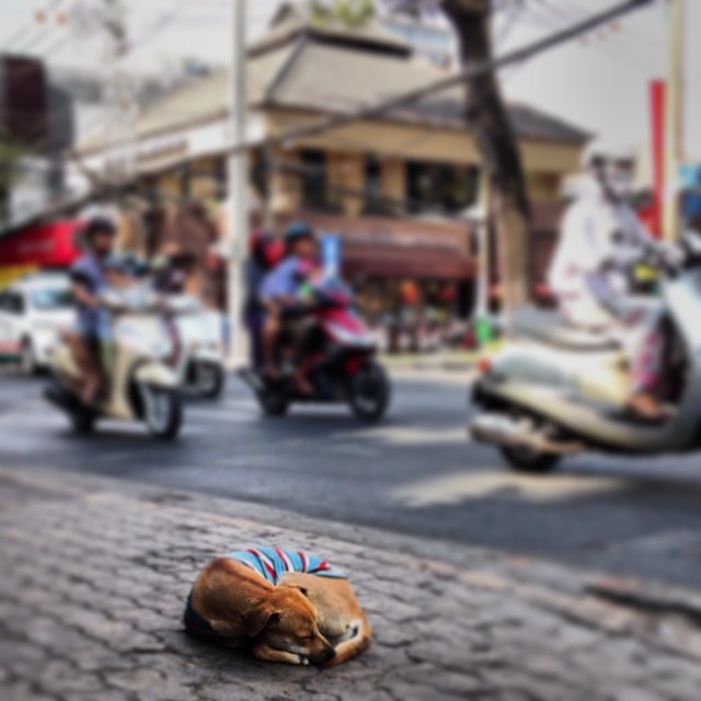 dogs in saigon