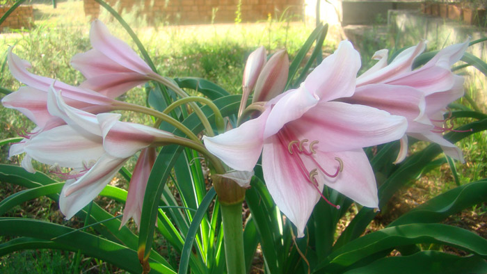 The Orange River lily is the provincial flower of the Free State. The bulbs remain dormant underground during the dry, cold winter months enabling the plant to survive the severe frost conditions that are often experienced in the Free State during this time.
