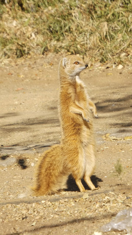 The yellow mongoose has five digits on the forefeet and four digits on the hind feet. The front feet have long curved claws that are used for digging. They are predominantly diurnal, being active during daylight and retreating to burrows at night and in extreme weather.