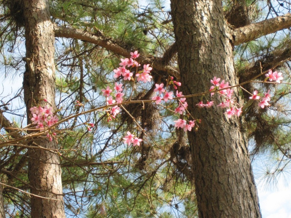 muoi-loi-valley-flowers-dalat-lam-dong-vietnam-2