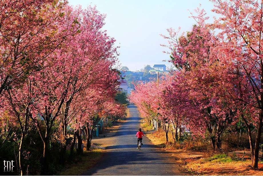 muoi-loi-valley-flowers-dalat-lam-dong-vietnam-33