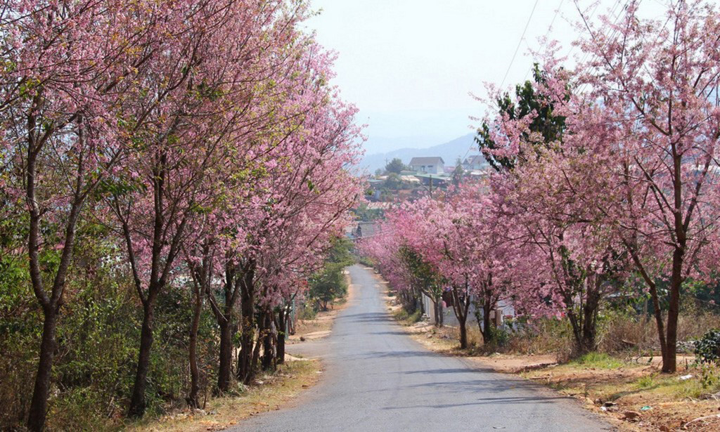 muoi-loi-valley-flowers-dalat-lam-dong-vietnam