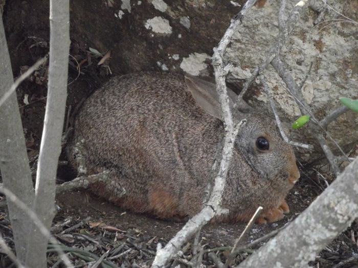 Animal life is not abundant but some of the small mammals occurring in the garden include hares, yellow mongoose, dassies, mice, wild cats, caracal and small grey antelope.