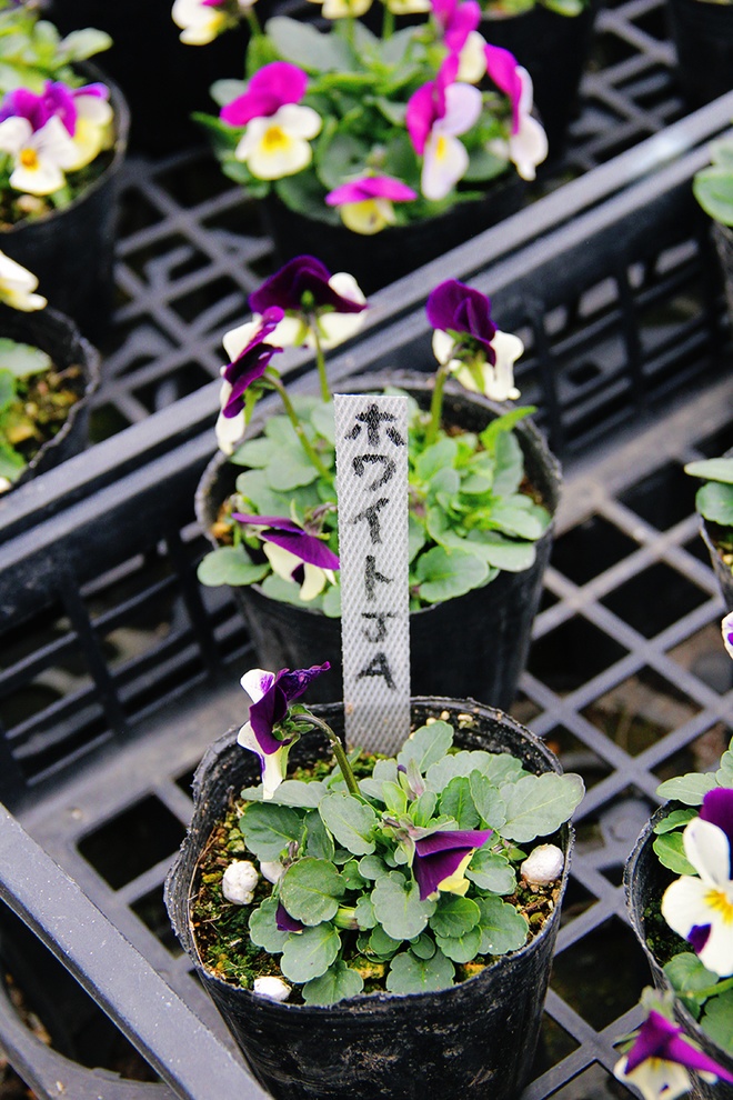 snow-in-kitakata9