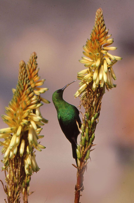 Sunbirds are unlikely to visit unless you have nectar plants. In the hilly natural areas of the Free State National Botanical Garden the nectar-rich aloes that flower in winter and early summer are visited by brilliant sunbirds like this malachite sunbird.