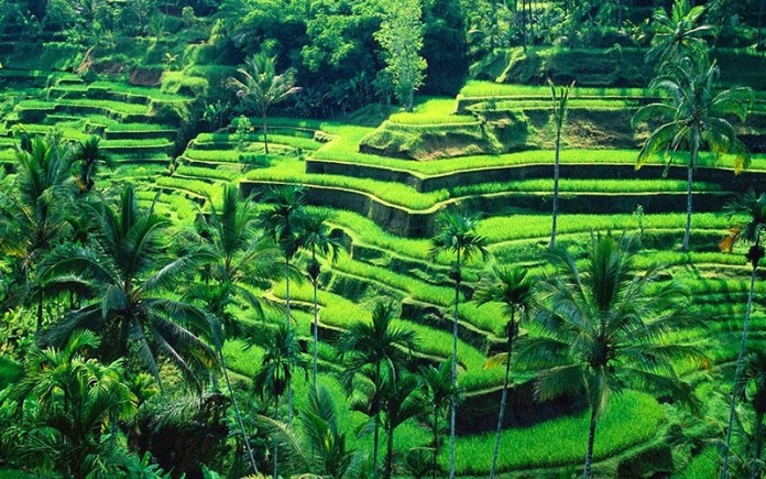 terraced-fields-tegallalang-ubud-bali-indonesia