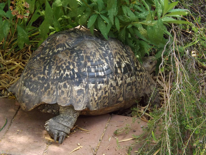 The leopard tortoise has a life span of 50 years or more, and is a solitary reptile that spends most of their time grazing on fibre grasses and greens. On average, they are about 40-50cm long and weigh 18-23kg. This reptile is brown and yellow in colour. It is found in the savannahs of eastern and southern Africa, from Sudan to the Southern Cape. You may not get to see a group of these guys but you could see the same one over and over again throughout your lifetime.