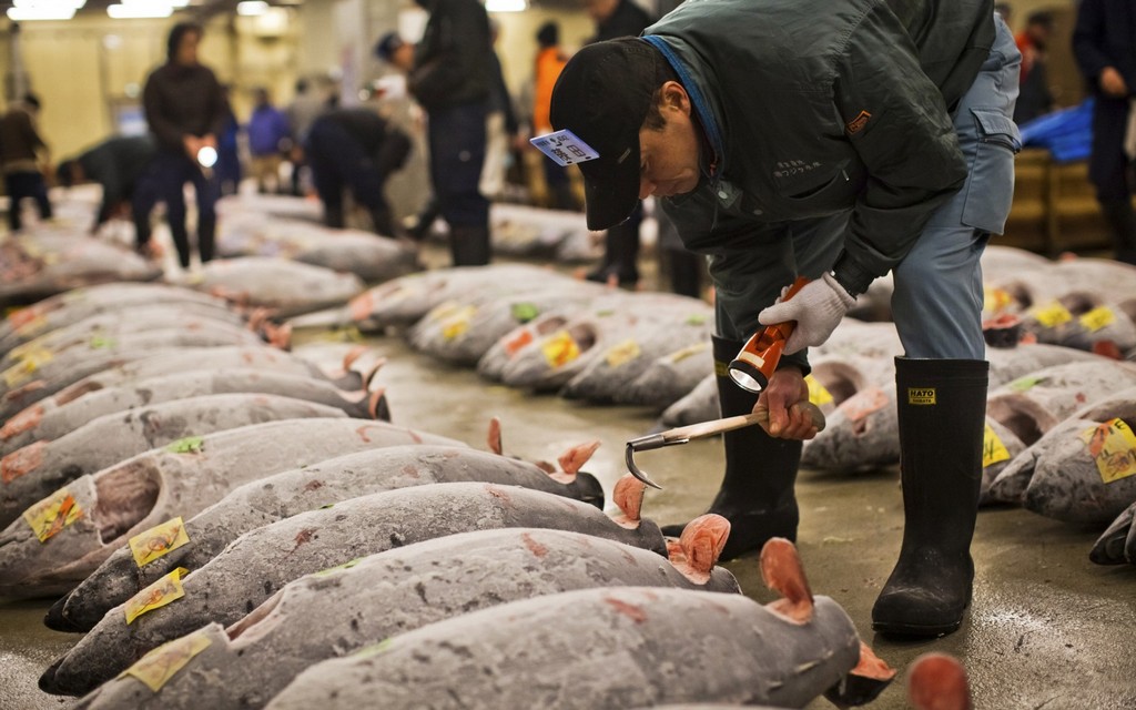tsukiji-fish-market-tokyo-japan-11