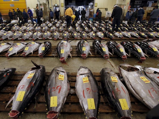 tsukiji-fish-market-tokyo-japan-2