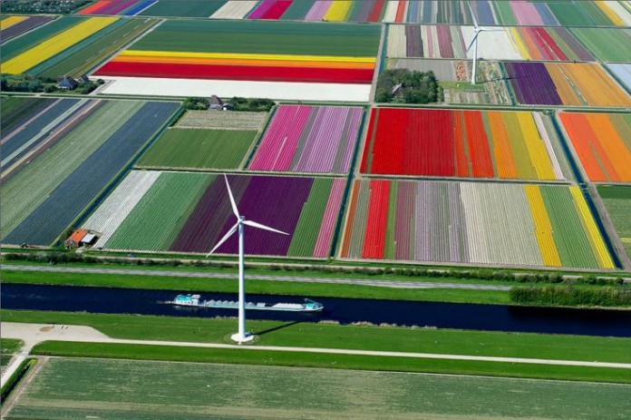 1.An Aerial Tour of Tulip Fields in the Netherlands