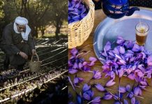 Taliouine saffron — An introduction of Moroccan saffron harvesting saffron moroccan harvesting