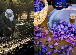 saffron moroccan harvesting