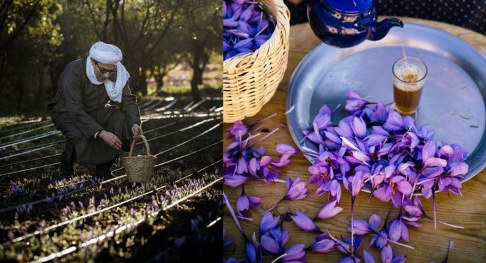 saffron moroccan harvesting saffron moroccan harvesting