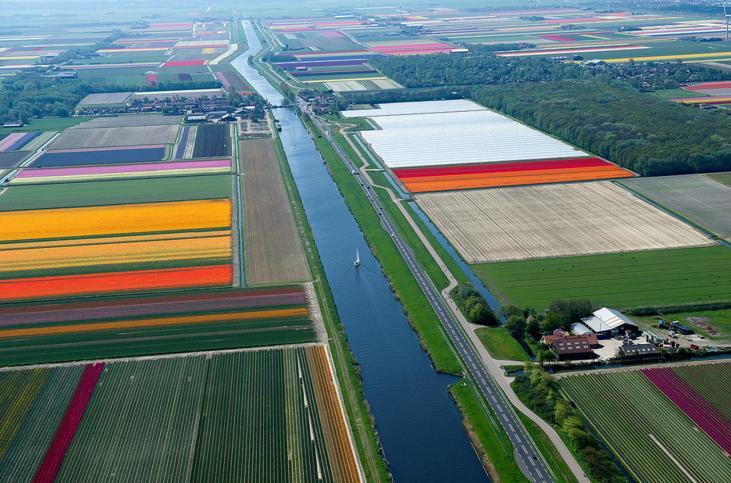 3.An Aerial Tour of Tulip Fields in the Netherlands