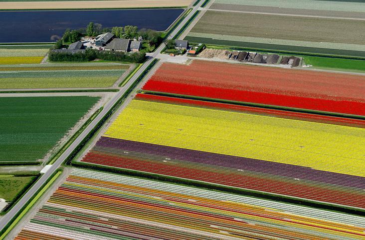 4.An Aerial Tour of Tulip Fields in the Netherlands
