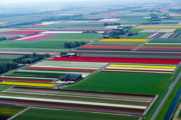 5.An Aerial Tour of Tulip Fields in the Netherlands
