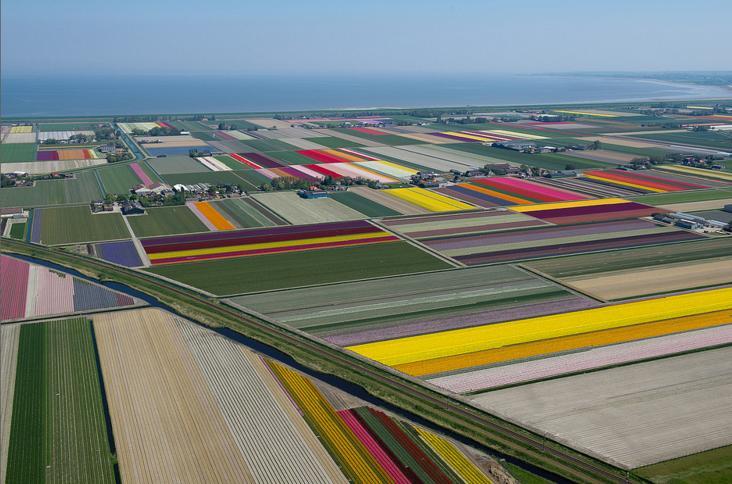 6.An Aerial Tour of Tulip Fields in the Netherlands