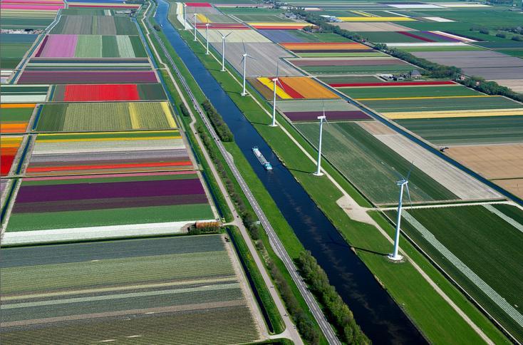7.An Aerial Tour of Tulip Fields in the Netherlands