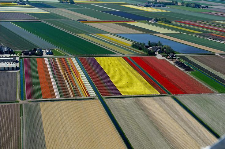 8.An Aerial Tour of Tulip Fields in the Netherlands