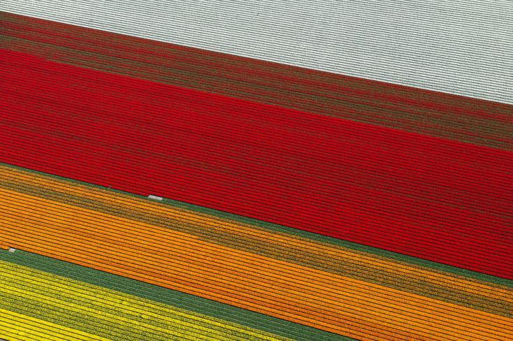 9.An Aerial Tour of Tulip Fields in the Netherlands