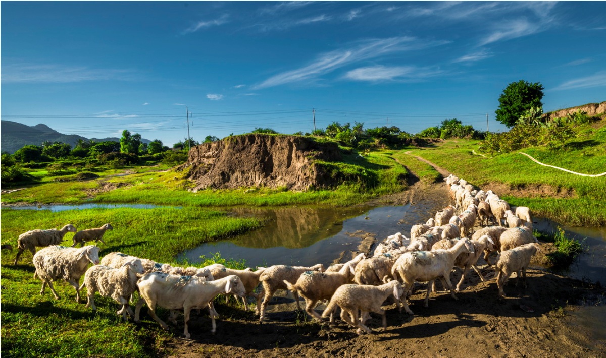An Hoa sheep idyllic