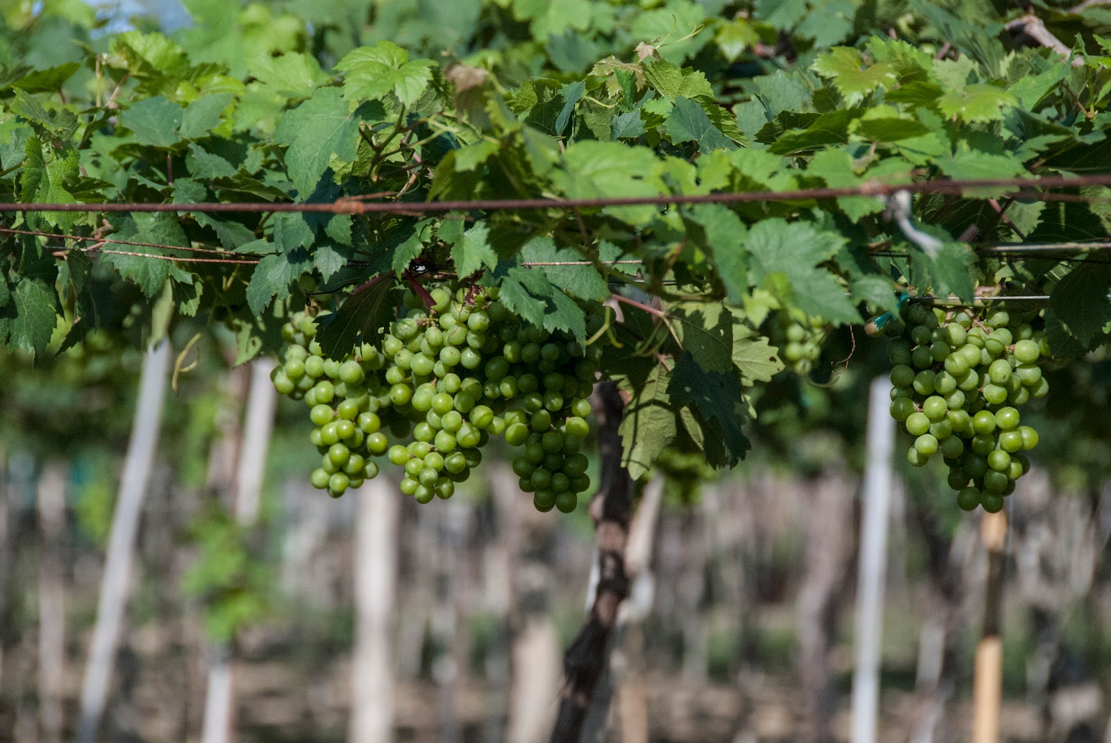 Ba Moi vineyard