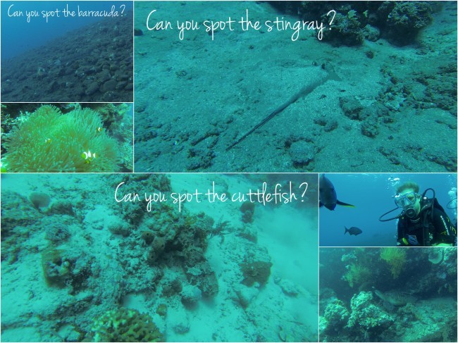 Barracula stingray and cuttlefish