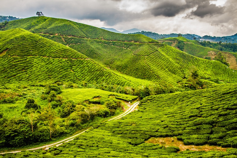 Cameron Highlands Malaysia