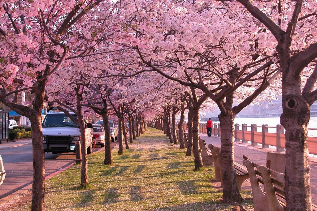 Sakura cherry blossom